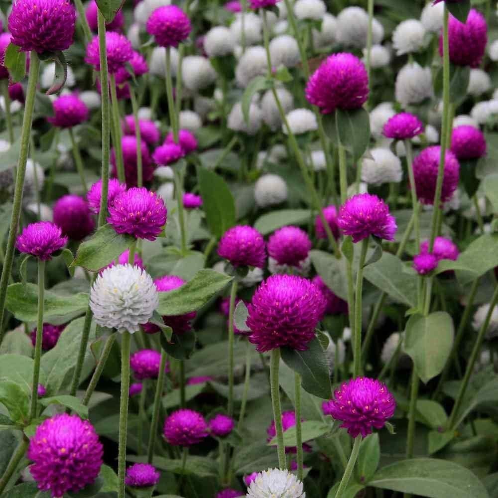 Mixed Gomphrena Seeds – 1000 Pcs Annual, Heat & Drought Tolerant, Pollinator …