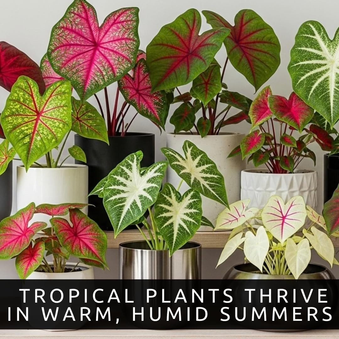 Exquisite Fancy Mix Caladium Bulbs – Pack of 10, Vibrant Indoor & Outdoor Decor