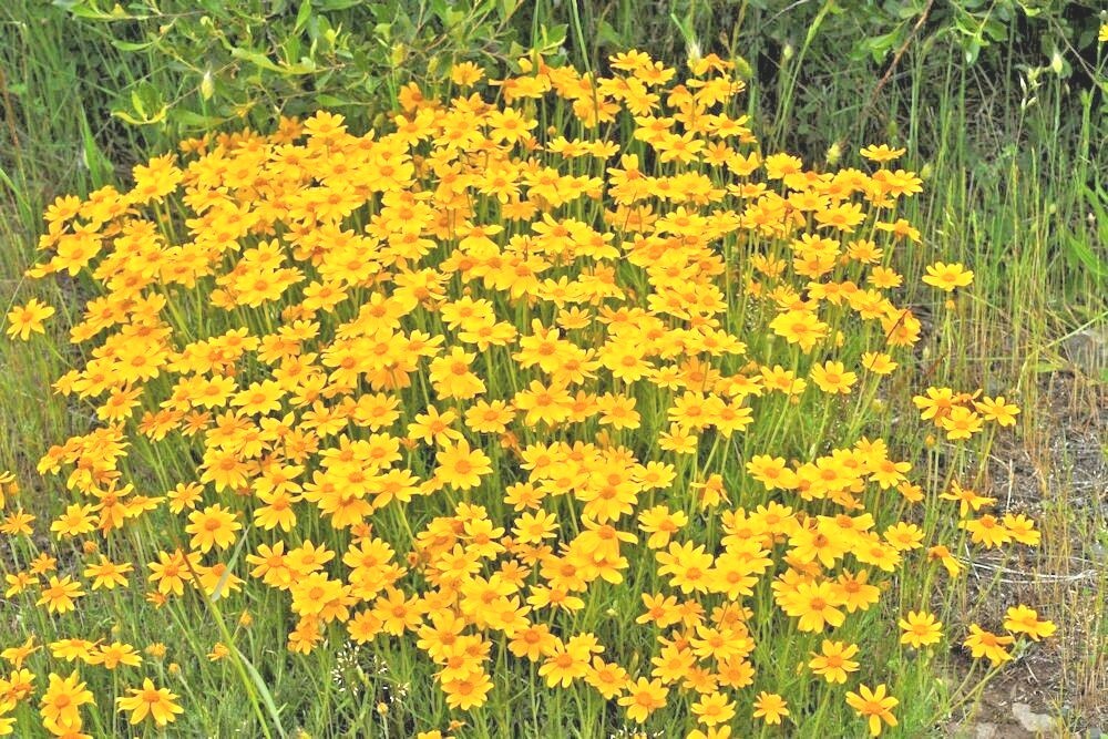 301+OREGON SUNSHINE Seeds Wooley Sunflower Native Wildflower Drought Poor Soils