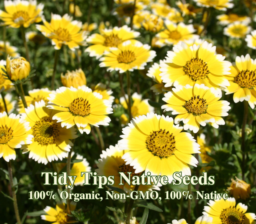 Butterfly Garden Seed Mix – Native California Wildflowers