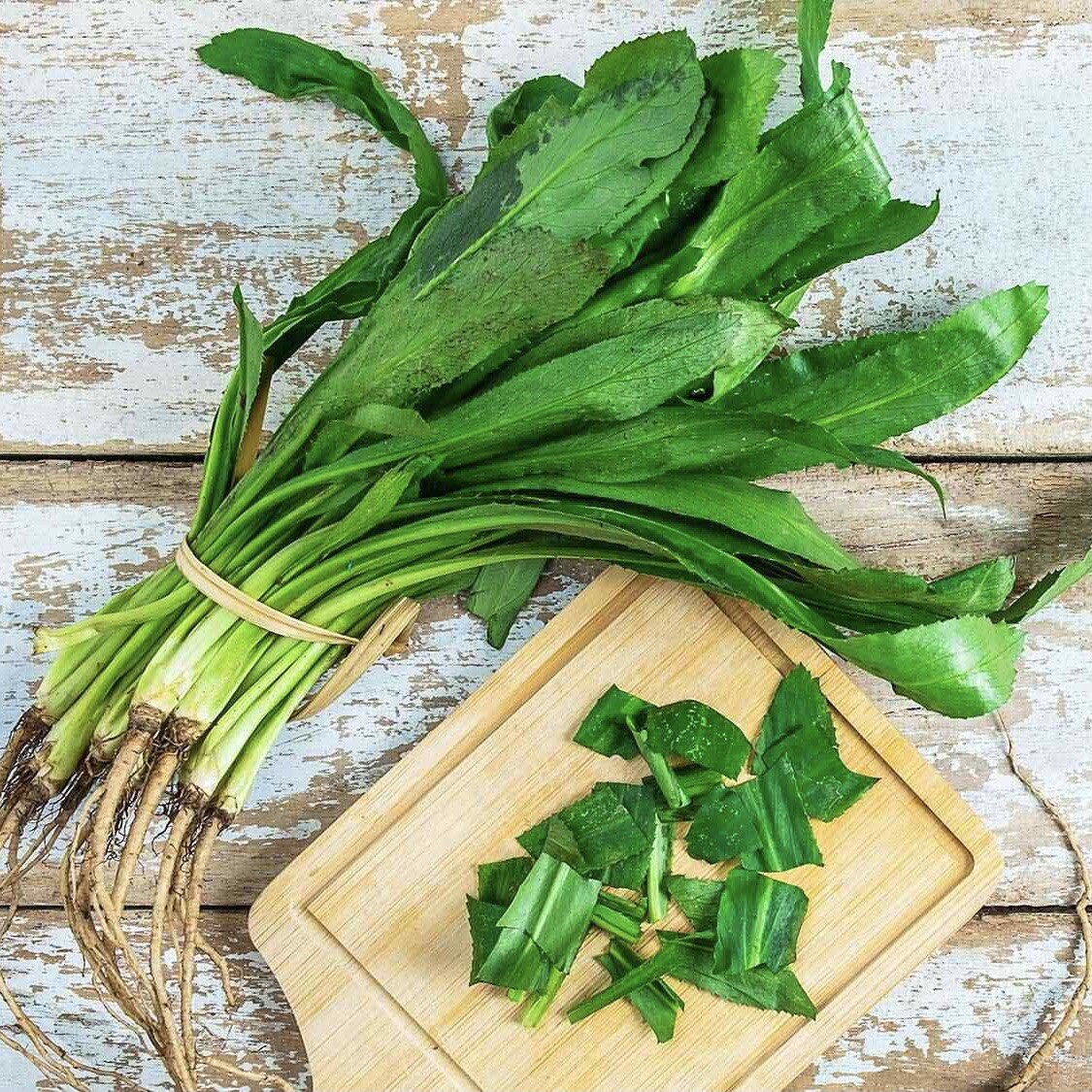 1000 SEEDS – CULANTRO, SAWTOOTH CORIANDER, NGÒ GAI