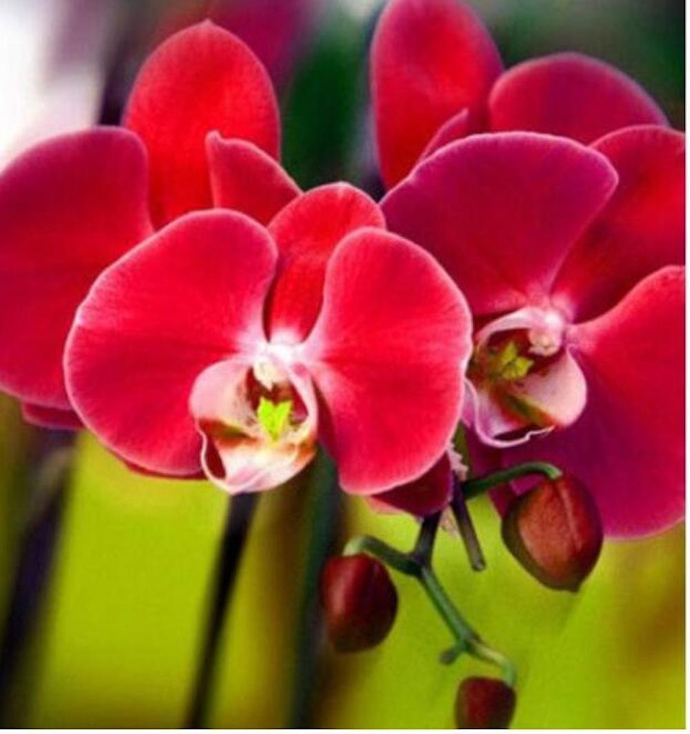 (10) ORCHID SEEDS rare exotic flower bloom for house plant USA SELLER W/TRACK