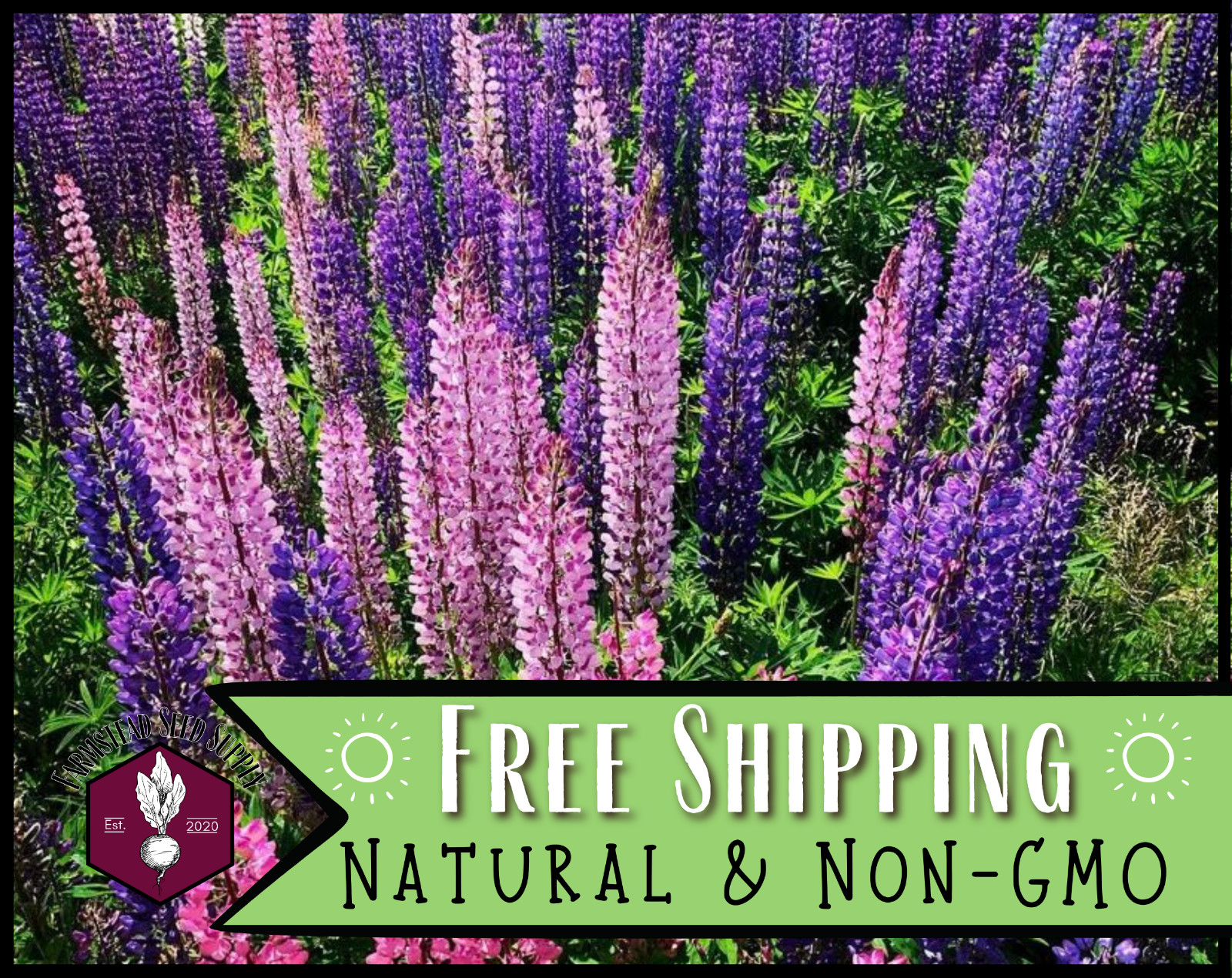 85+ Russell Lupine Flower Seeds | Wildflower Garden Seed Packet for Pollinators