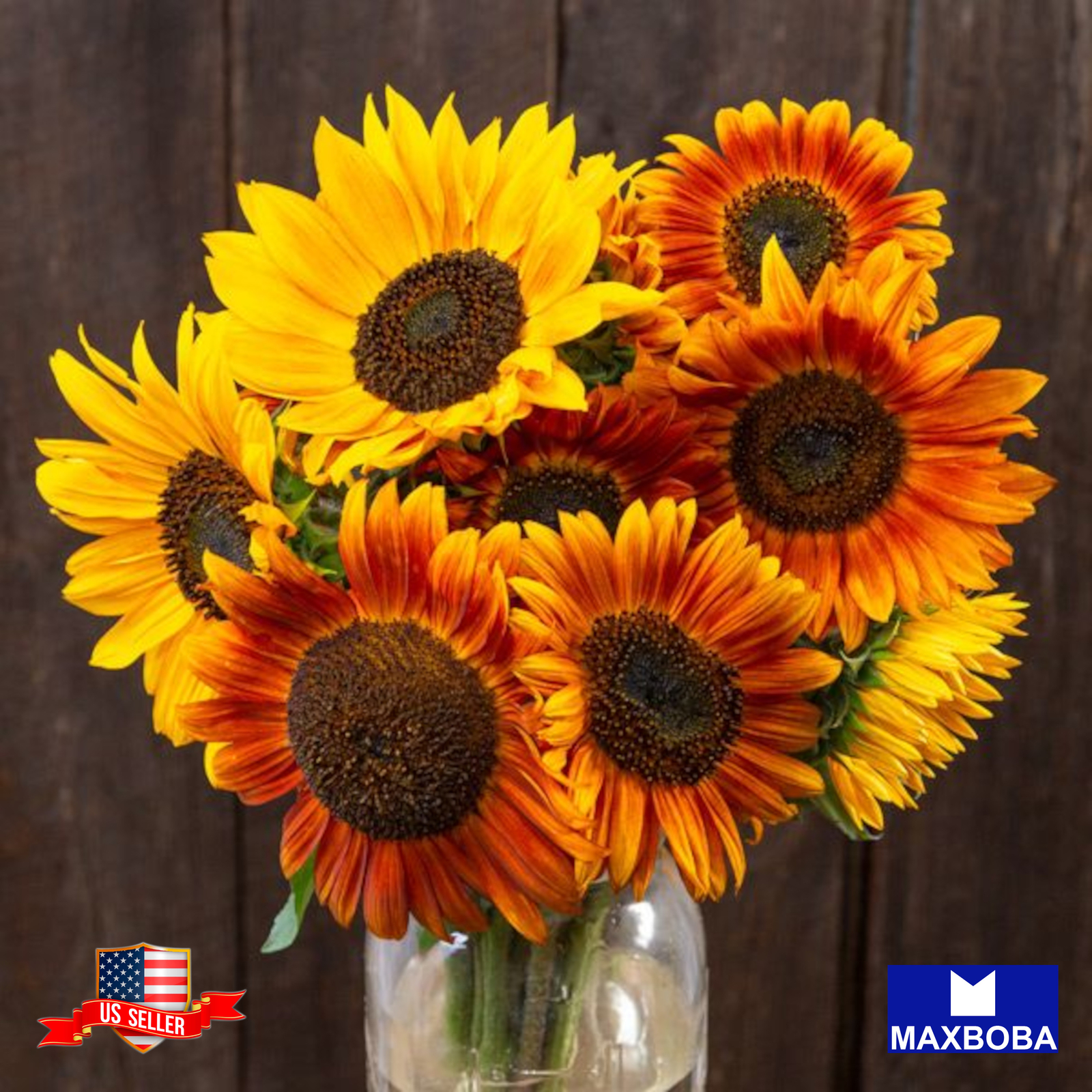 Fresh! Sunflower Seeds Non-GMO
