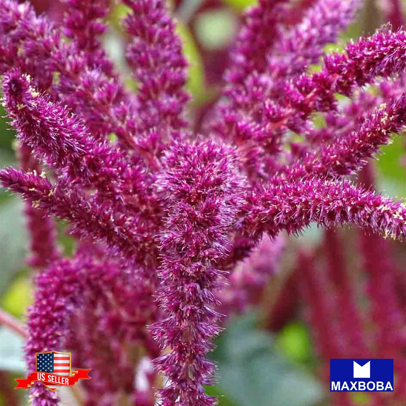Amaranth Seeds -Amaranthus caudatus Non-GMO Heirloom Garden