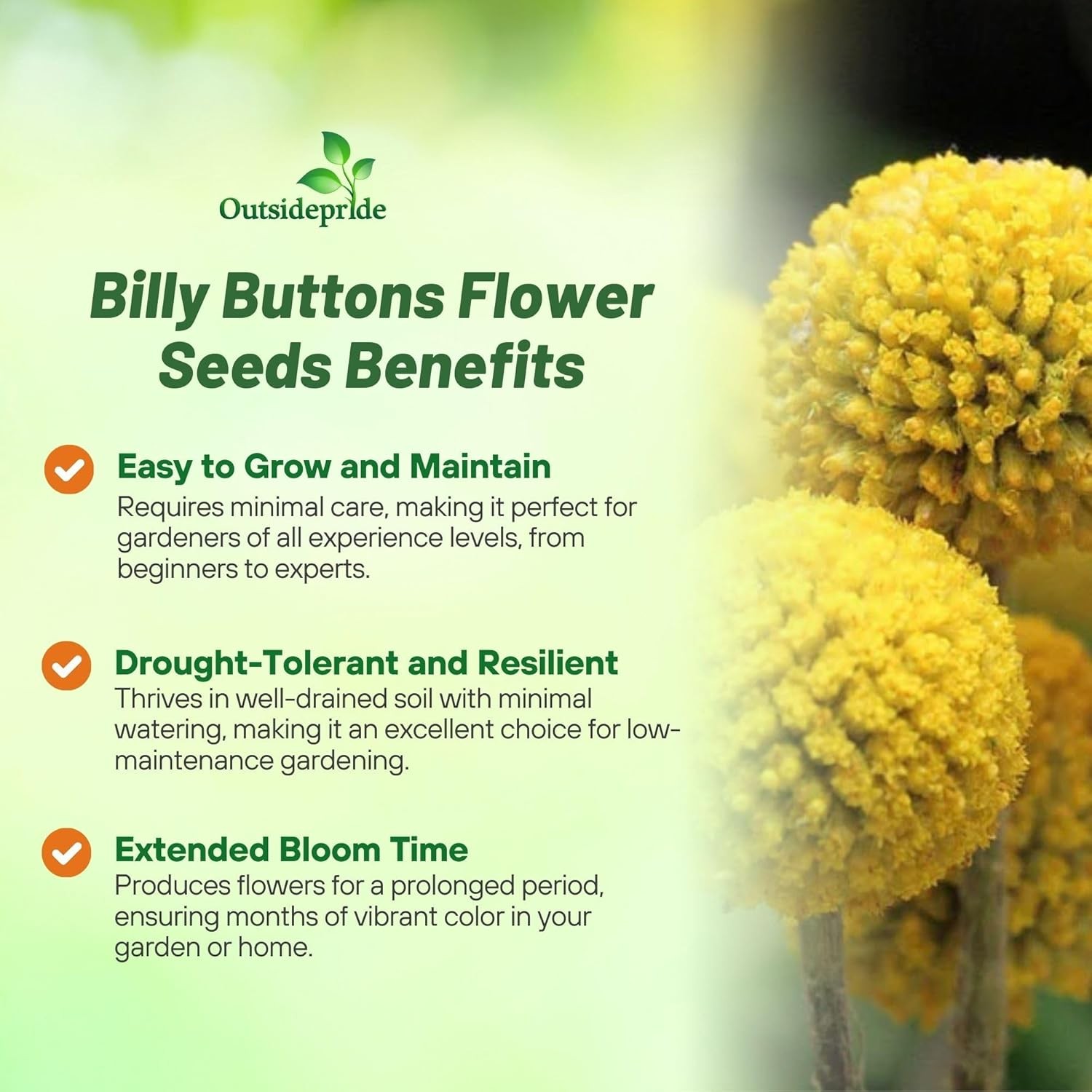 1000 Seeds Yellow Craspedia Globosa Billy Buttons Seeds For Planting Outdoors