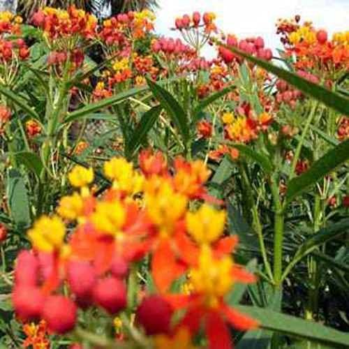 Tropical Milkweed Seeds – 1000 Pcs , Heat & Humid Tolerant, Pollinator-Friend…