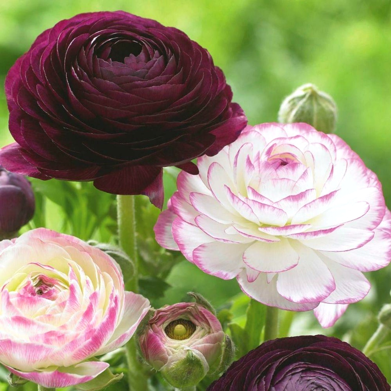 Ranunculus Purple Pink Mix Flower Bulbs 20 Corms Peony Rose Bulb Wedding Flowers