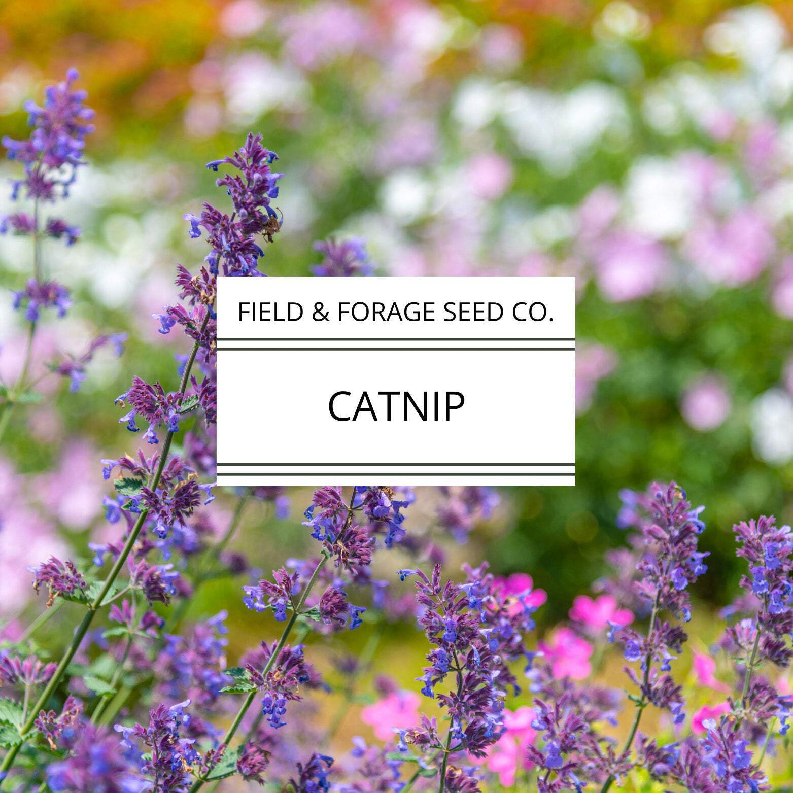 Catnip | Nepeta cataria | Heirloom Herb for Pets & Pollinators | Non-GMO | 100 S