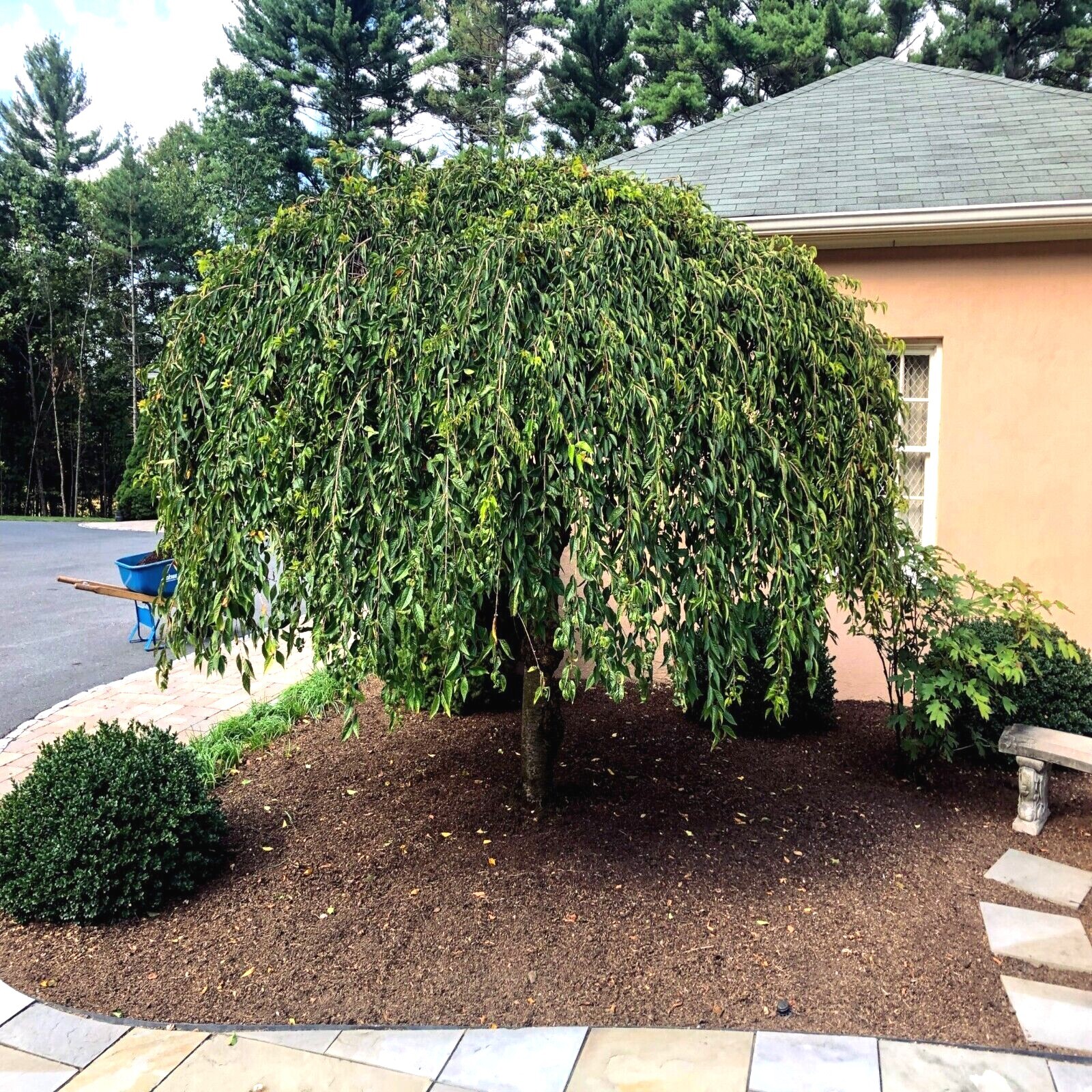 Japanese “WEEPING SAKURA” Cherry Blossom Flower Tree Seeds (pendula) Fast Hardy
