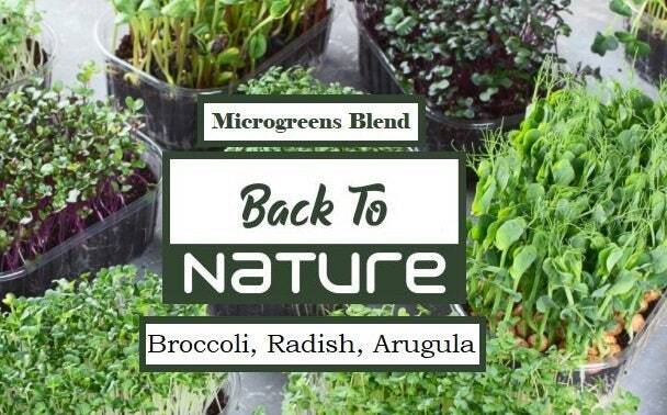 Broccoli, Radish, Arugula Microgreen Seed Blend – Organic Seeds – Non Gmo
