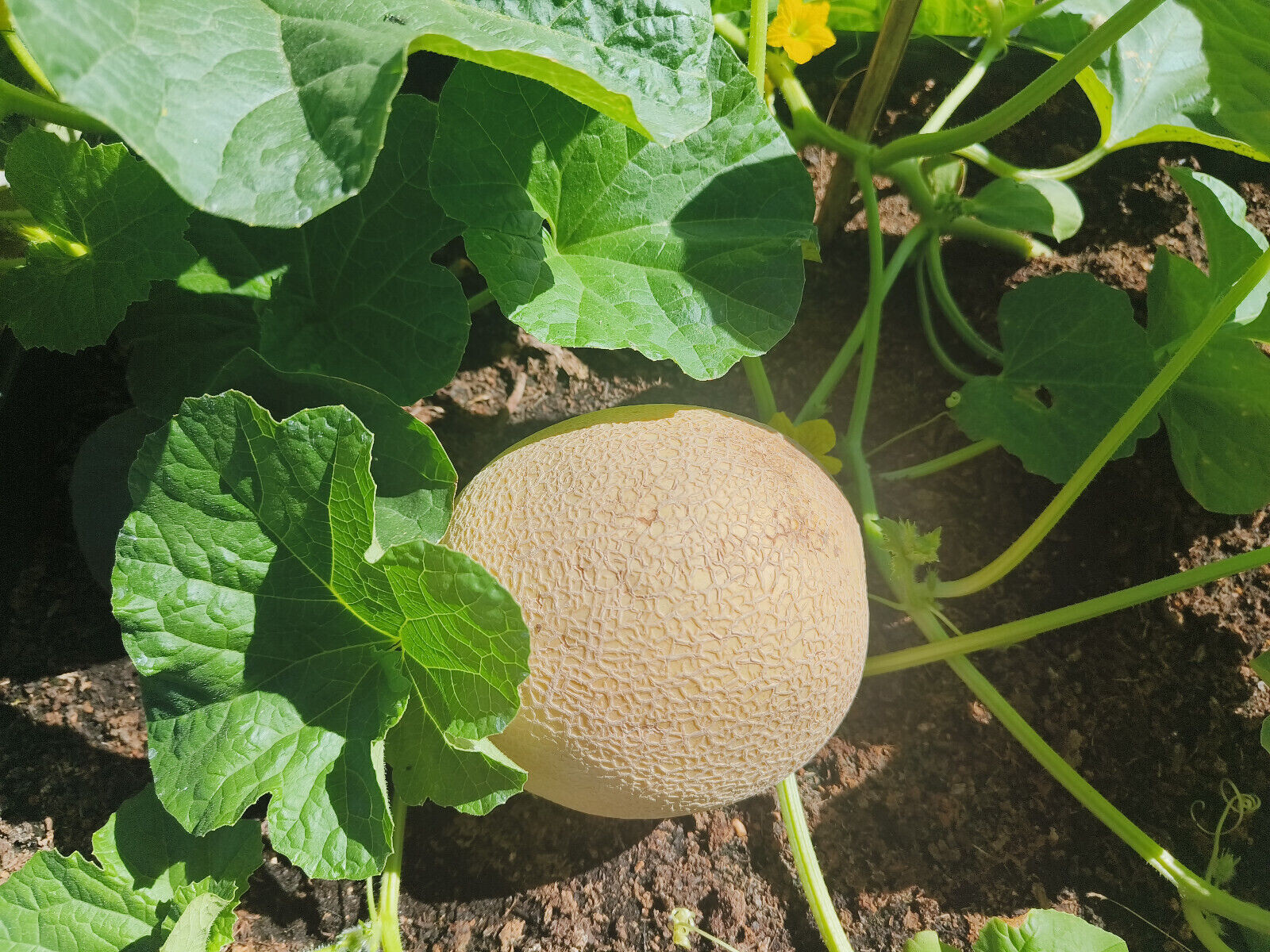 50ct Imperial 45 Cantaloupe Seeds – All American Selections Prize Winning Melon!