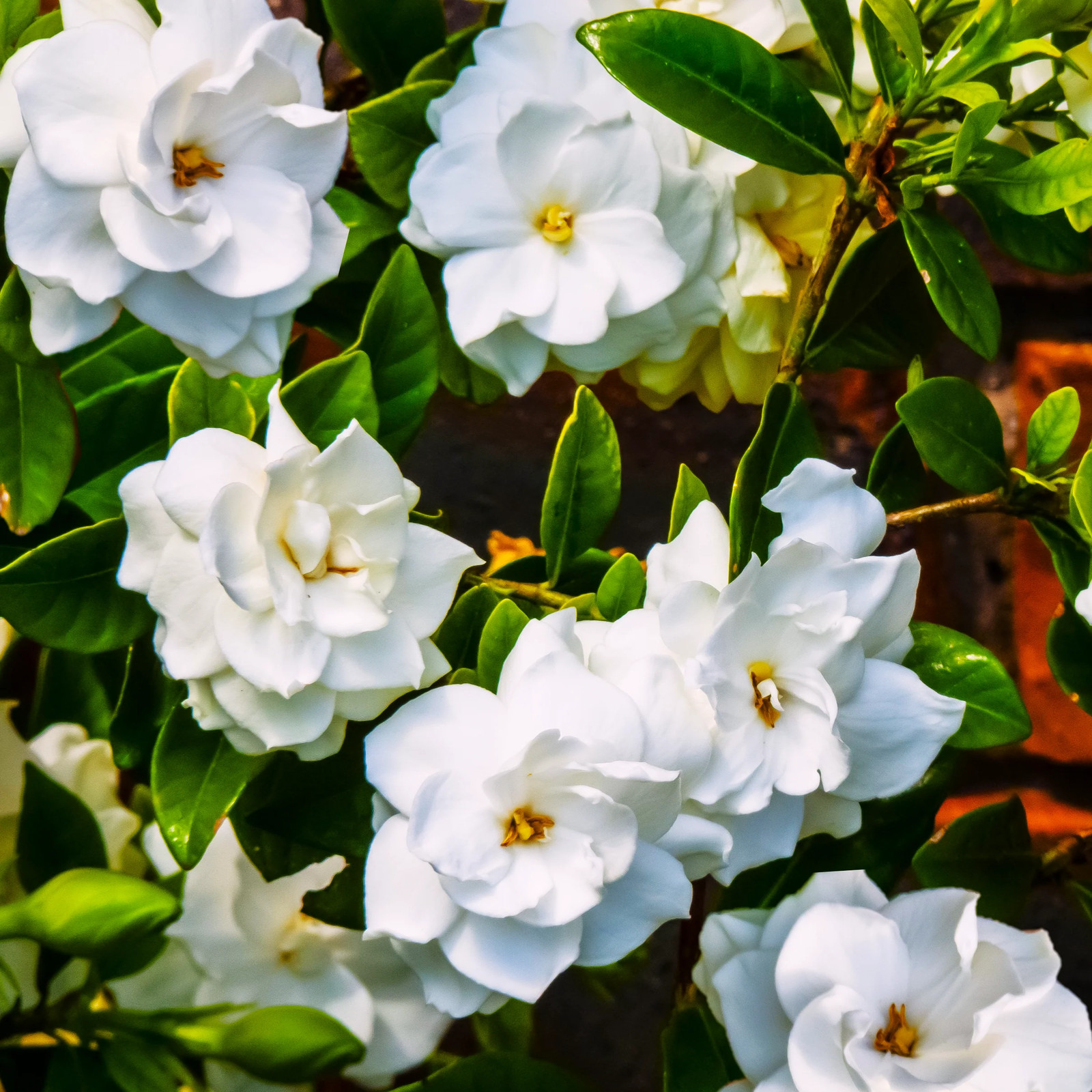 Gardenia Seeds – For 2026 Planting Cape Jasmine Jasminoides Fragrant White