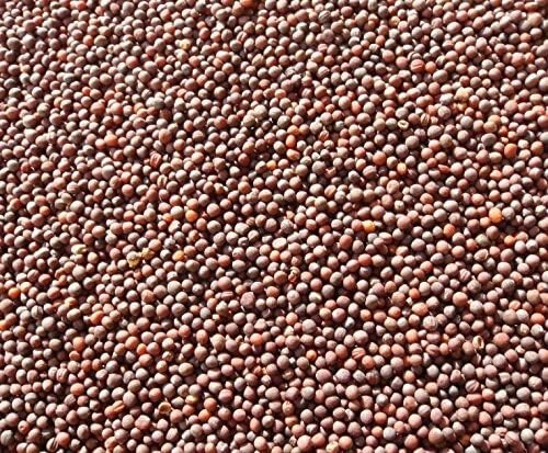 1 Pound Purple Top Turnip Seeds Non-GMO Heirloom Fresh Garden Seeds
