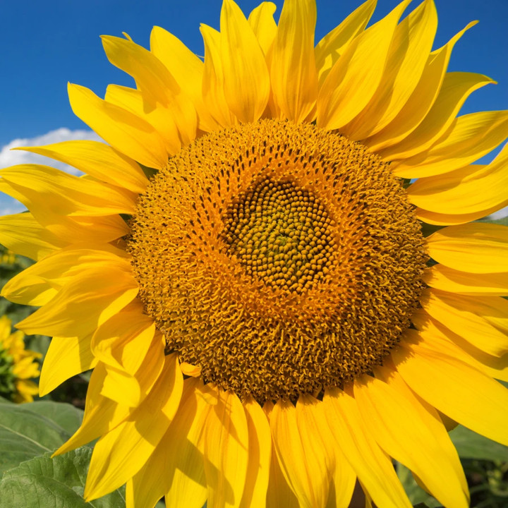 Mammoth Grey Stripe Sunflower Seeds | Huge Giant Russian Sun Flower Seed 2023