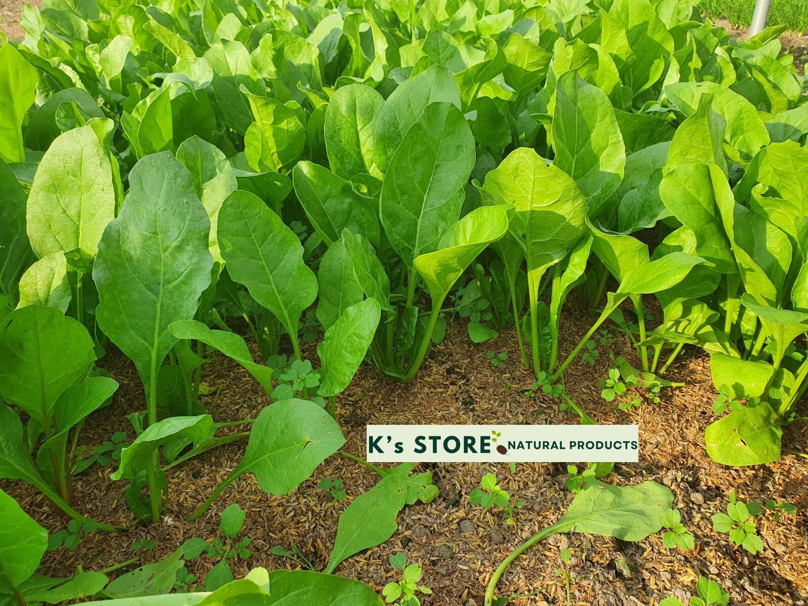 SPINACIA OLERACEA SEEDS, HẠT CẢI BÓ XÔI | HIGH GERMINATION |