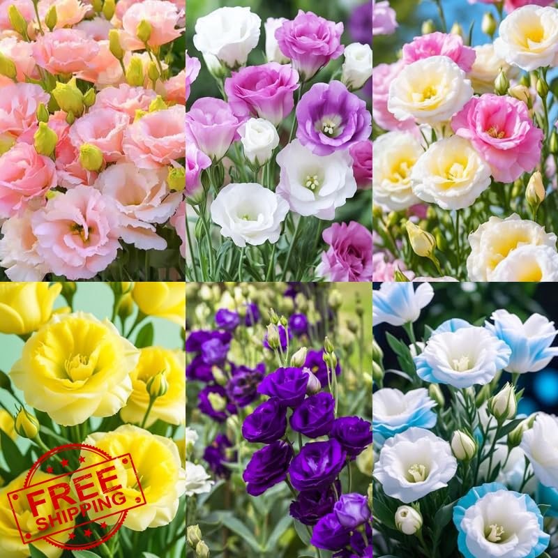 Lisianthus Seeds 1050+ Mixed Perennial Flower Plants Eustoma Grandiflorum