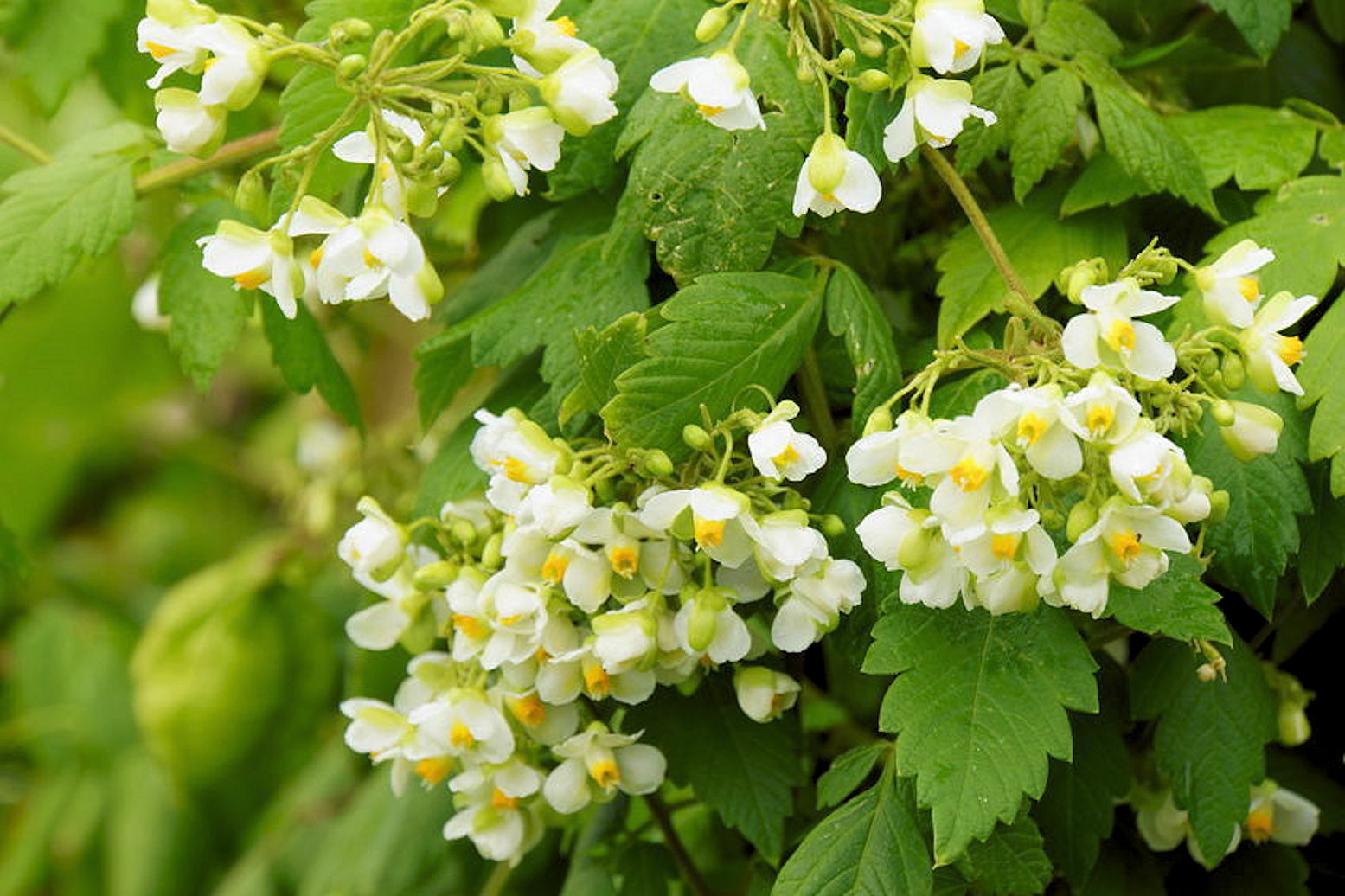 10 Seeds Cardiospermum Balloon Vine- Love in a Puff Flower Seeds Overstock Price
