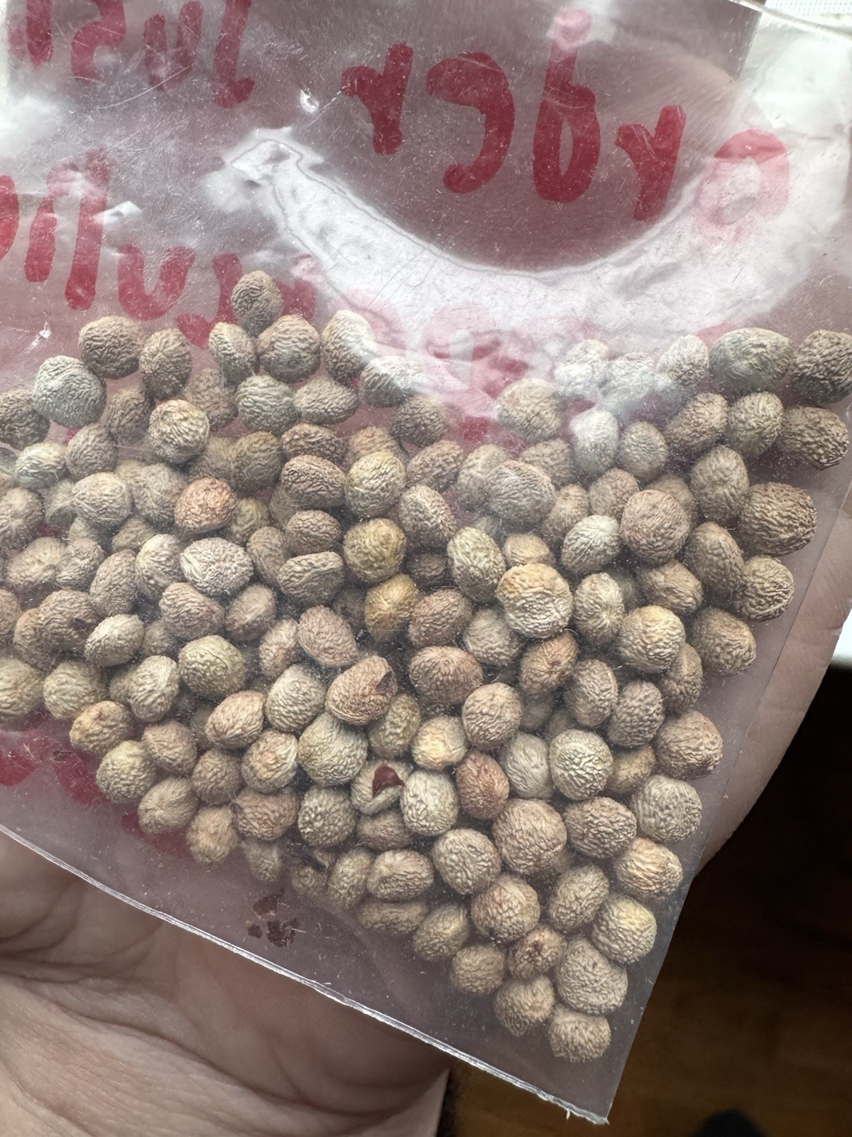 Operculicarya Borealis Set Of 10 Seeds – Rare Pachycaul Caudex Tree Seeds