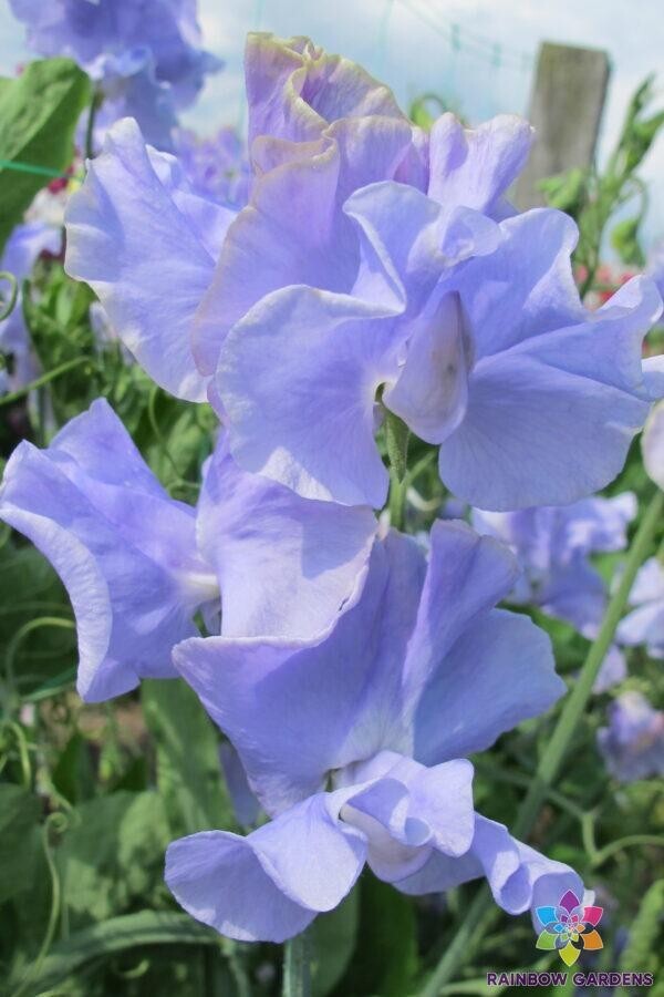 50+ Chris Harrod Sweet Pea Seeds for Garden Planting – USA – FREE SHIPPING!
