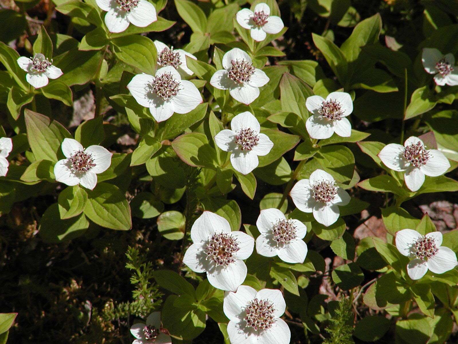 Creeping Dogwood, (Bunchberry), Cornus canadensis, Seeds