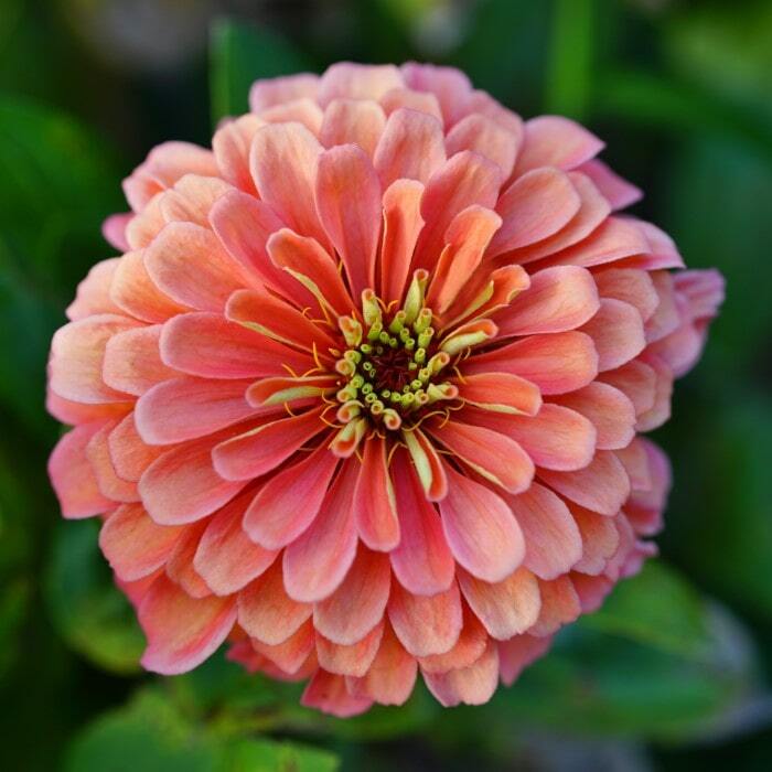 Coral Zinnia Seeds 100+ Elegans Cut Flower USA FREE SHIPPING BUTTERFLIES BEES
