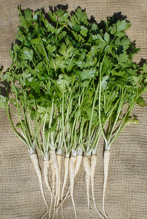400 HAMBURG ROOTED PARSLEY SEEDS FRESH HARVEST FOR 2024 GARDENS