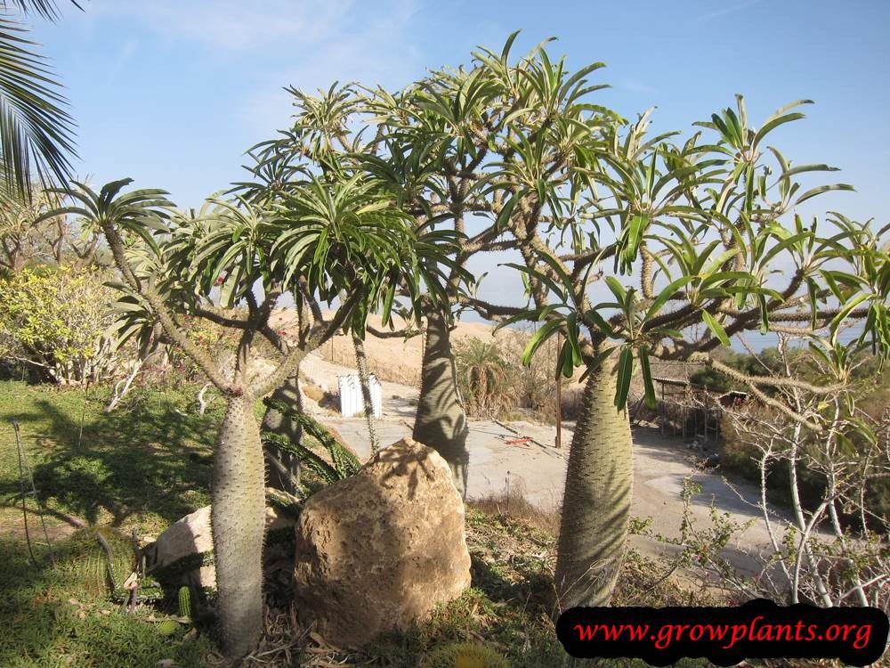Pachypodium lamerei aka Madagascar palm, 5 Seeds. Free Shipping!