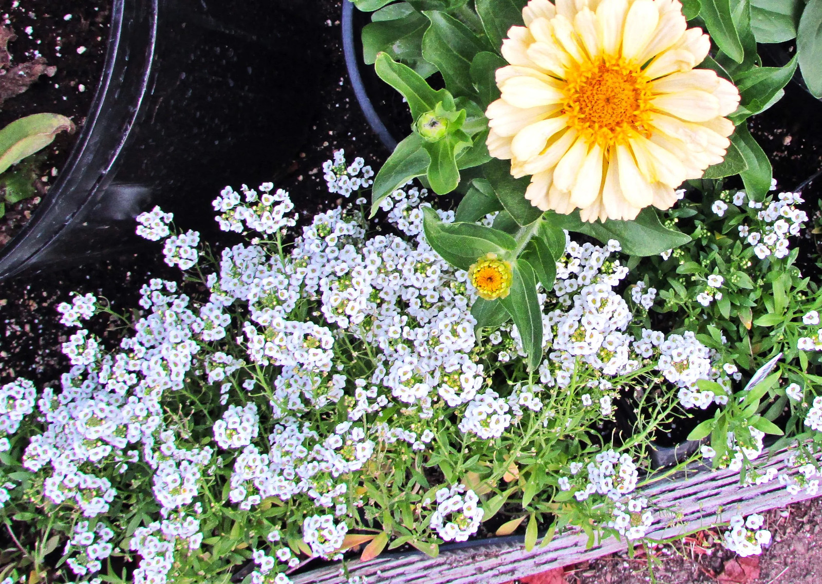 Carpet of Snow Sweet Alyssum Seeds | Mat Forming Annual White Flower Seed 2025