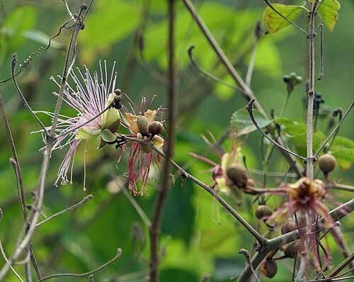 Capparis zeylanica | Ceylon or Indian Caper | 10 Seeds