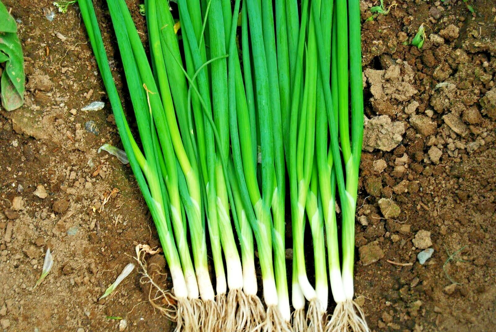 500+JAPANESE Evergreen Bunching GREEN ONION Seeds Welsh Nebuka He Shi Ko 70 Day