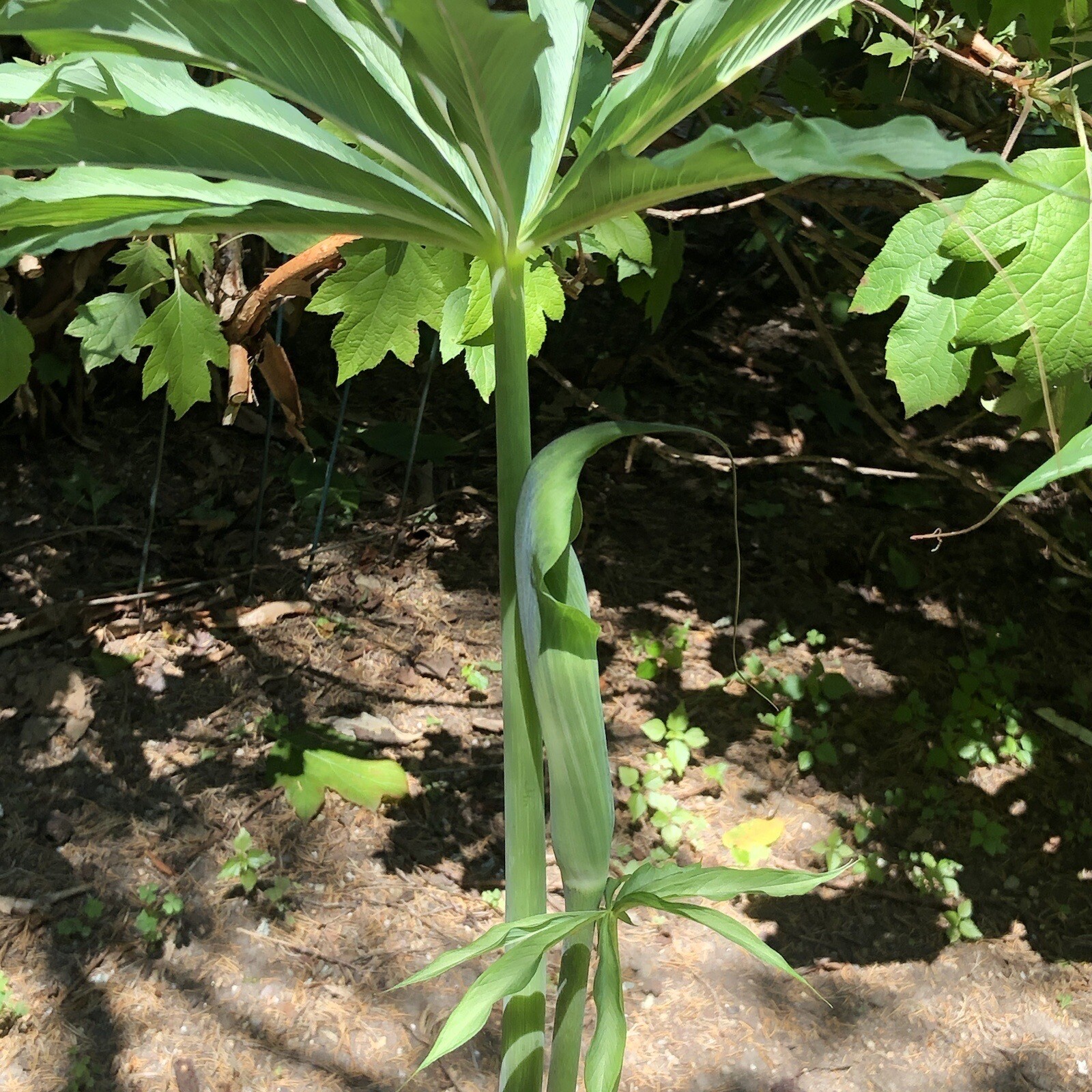 10 ARISAEMA CONSANGUINEUM ‘Silver Center’ Seeds-Himalayan Cobra Lily