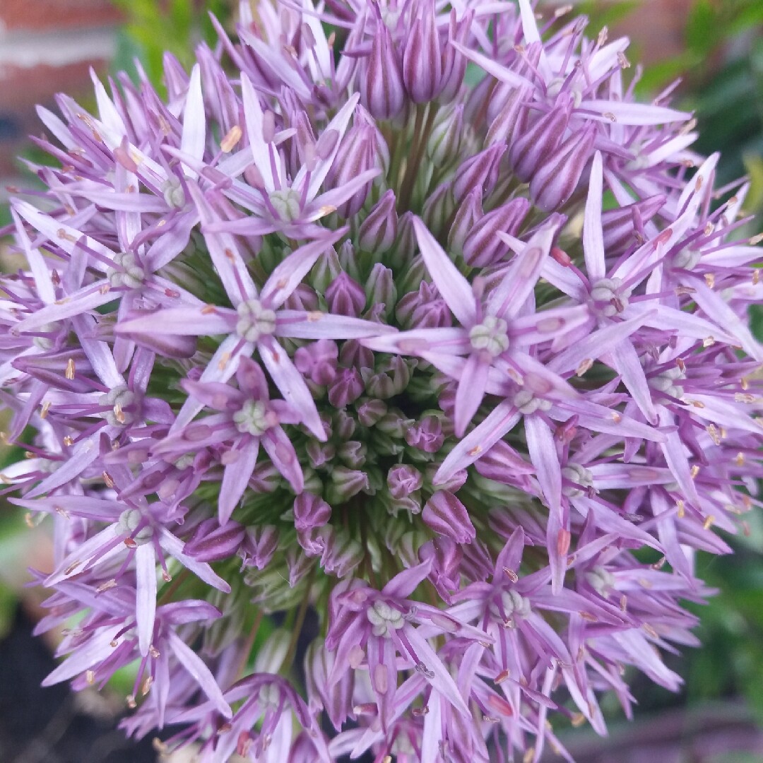 ALLIUM JESDIANUM Seeds *FREE Shipping!* Ornamental Onion Organic Vegetable Seeds
