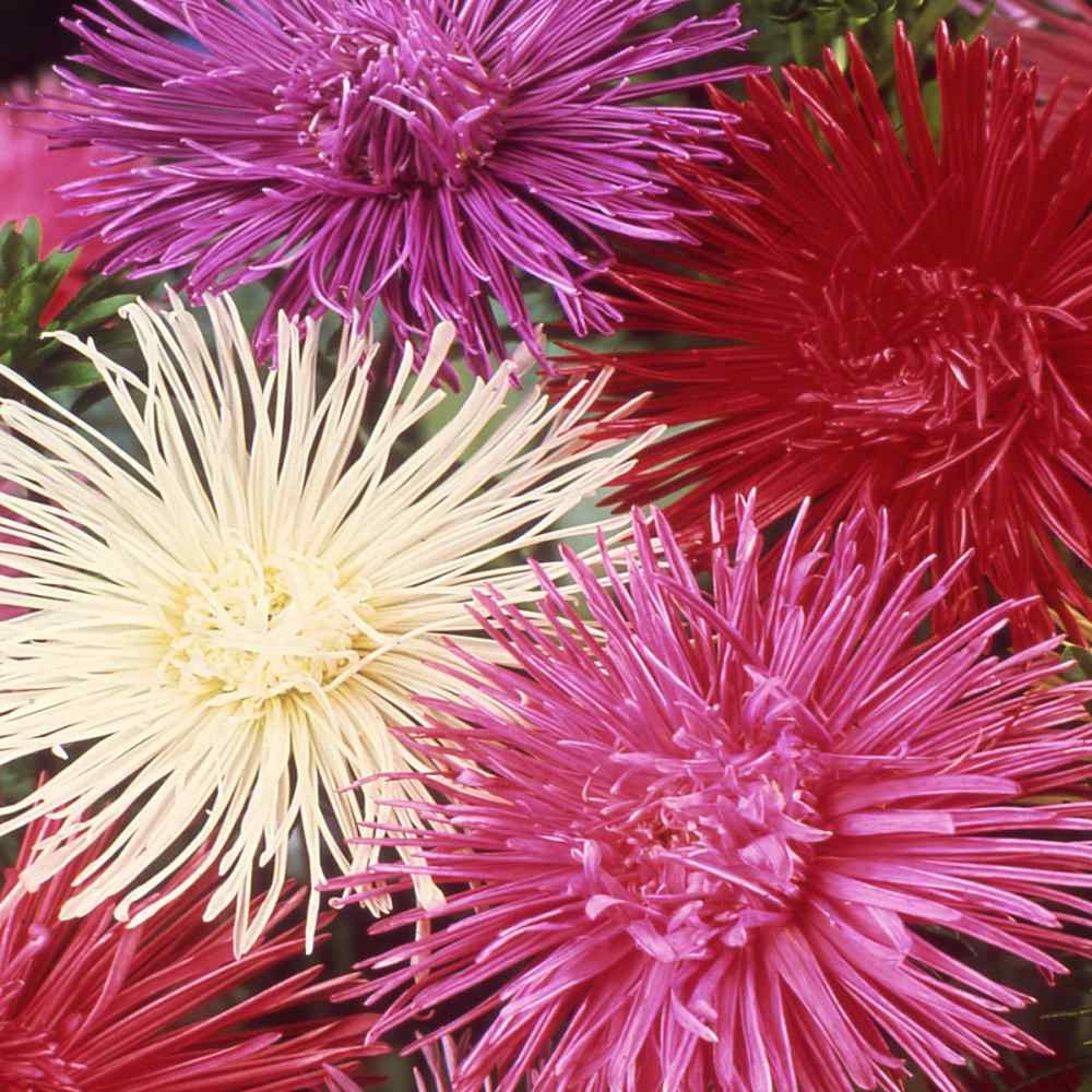1000 Seeds Aster Seeds – Aster Callistephus Needle Mix Flower Seed