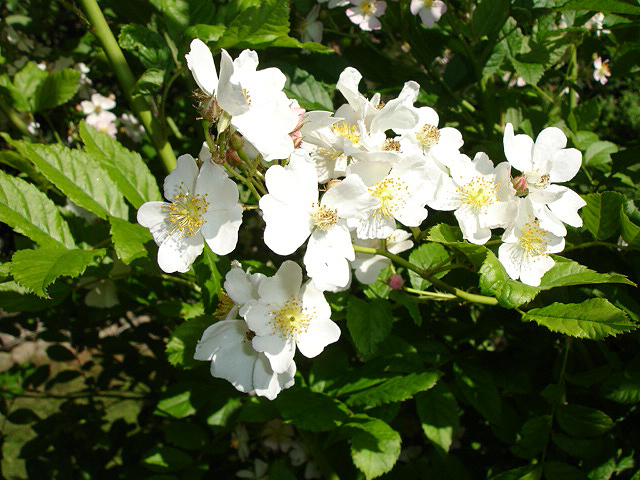 White Rugosa Rose, Rosa rugosa albiflora, Shrub Seeds (Fragrant, Fast, Hardy)