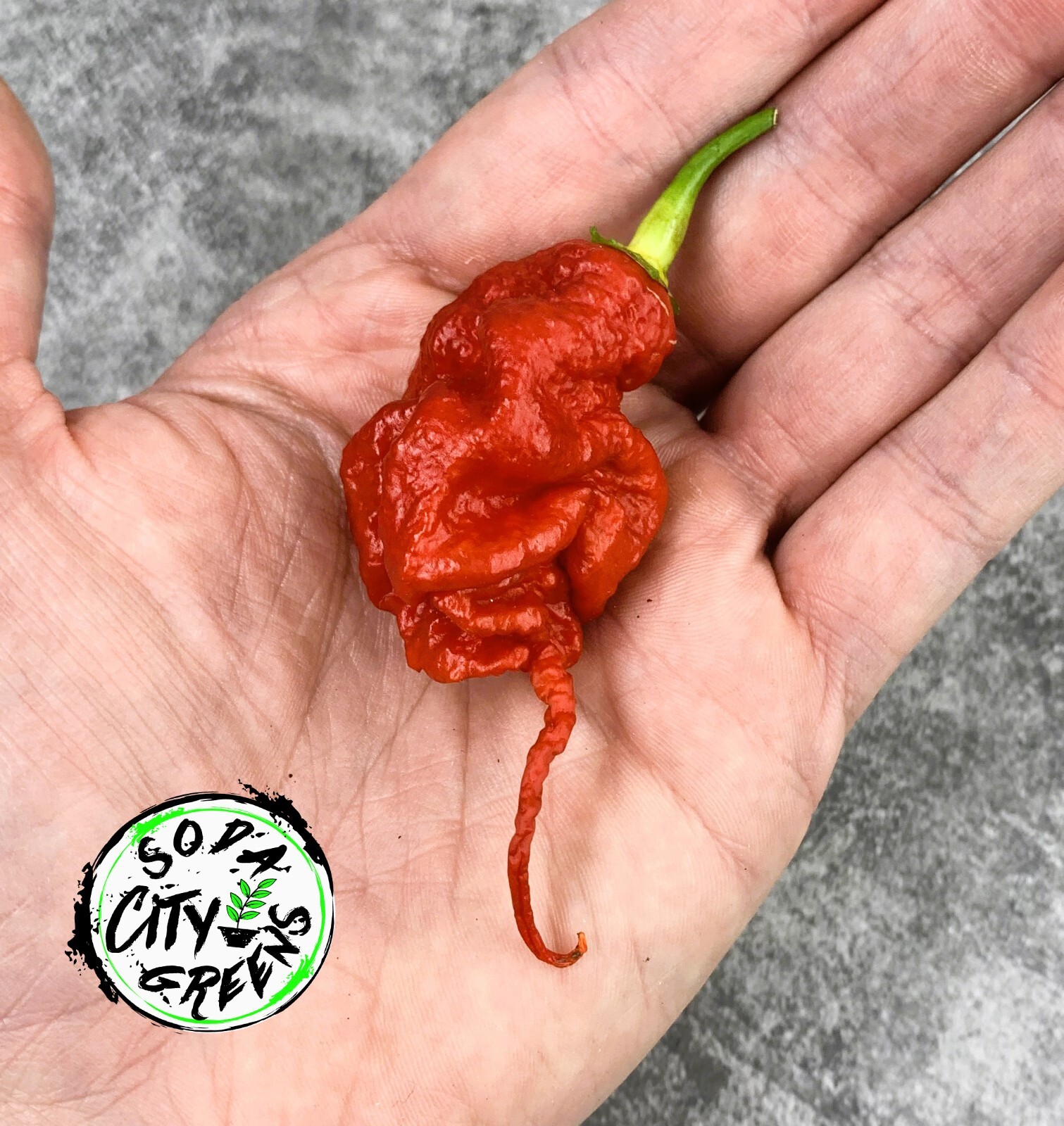 Primotalii Hot Pepper Seeds 10+