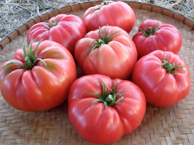 Heirloom Brandywine Tomato Seed Combo 200 Seeds Total – Pink Black Yellow & Red