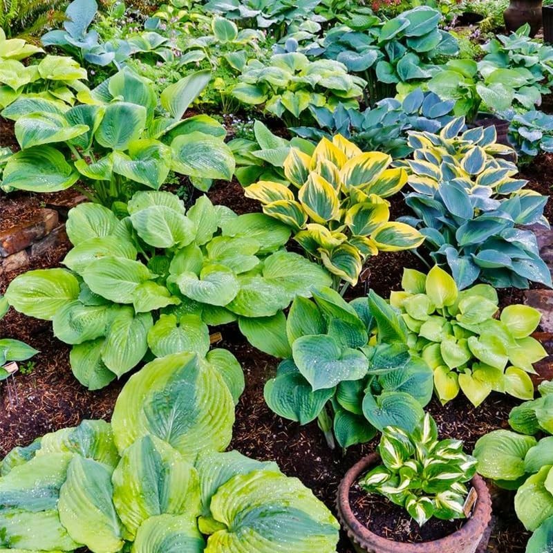 220+ Mixed Rare Hosta Seeds for Planting-Attract Pollinators Perennial Garden…