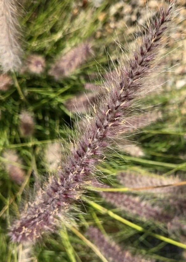 Chinese Pennisetum Fountain Ornamental Grass Seeds – 50 Seeds, Perennial