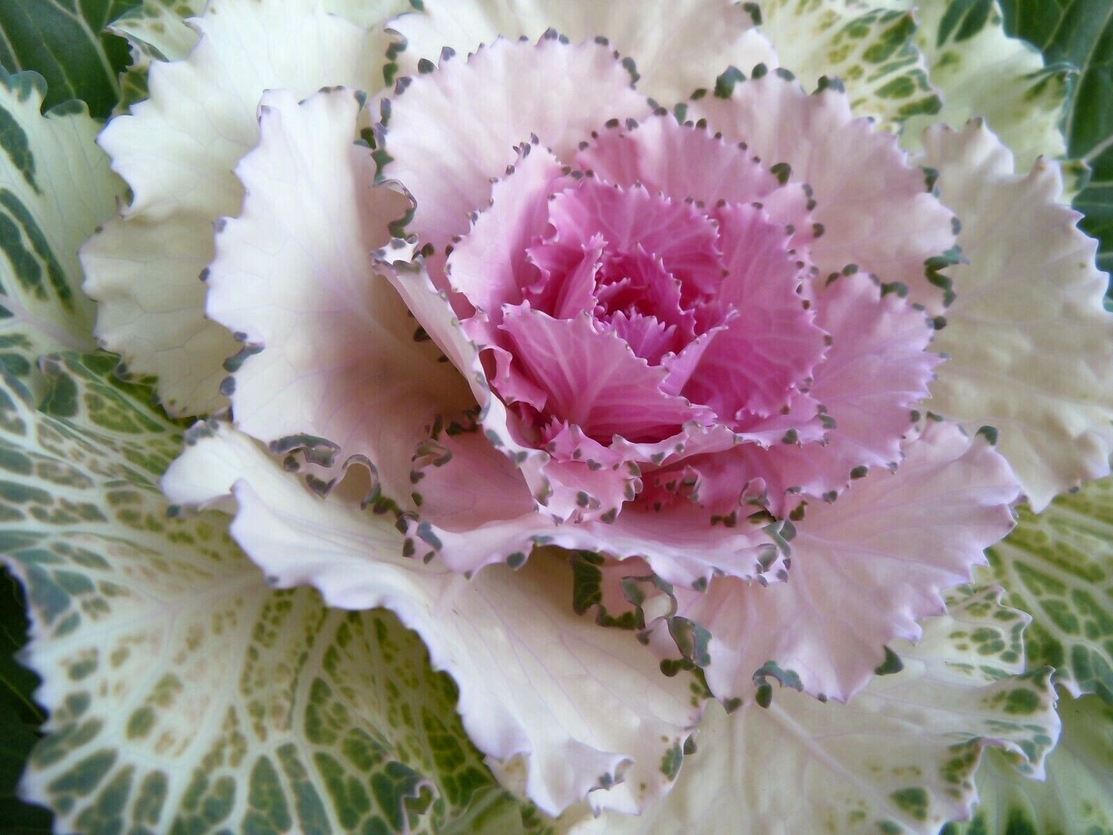 60 ORNAMENTAL KALE & CABBAGE SEEDS ORGANICALLY GROWN! BEAUTIFUL AND SAFE TO EAT!