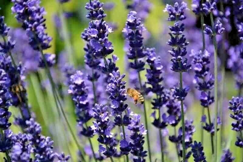 1200+ ENGLISH LAVENDER SEEDS SPRING PERENNIAL HERB MOSQUITO INSECT REPELLENT USA