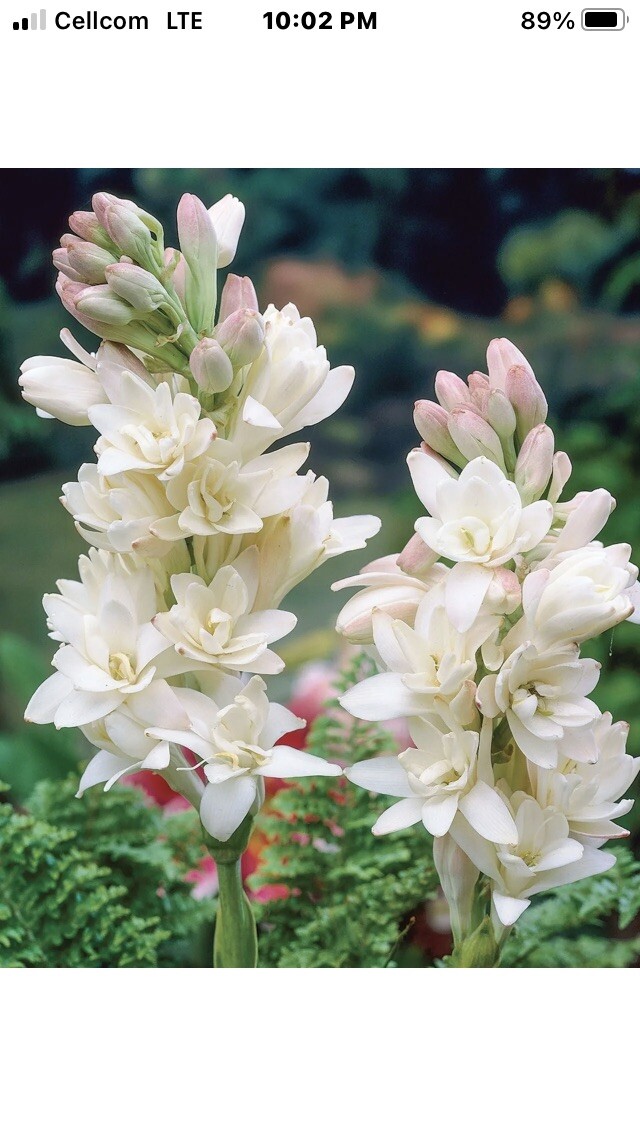 Tuberose bulbs double Pearl (Polianthus) Bare root plants set of 8+ Bubbletts