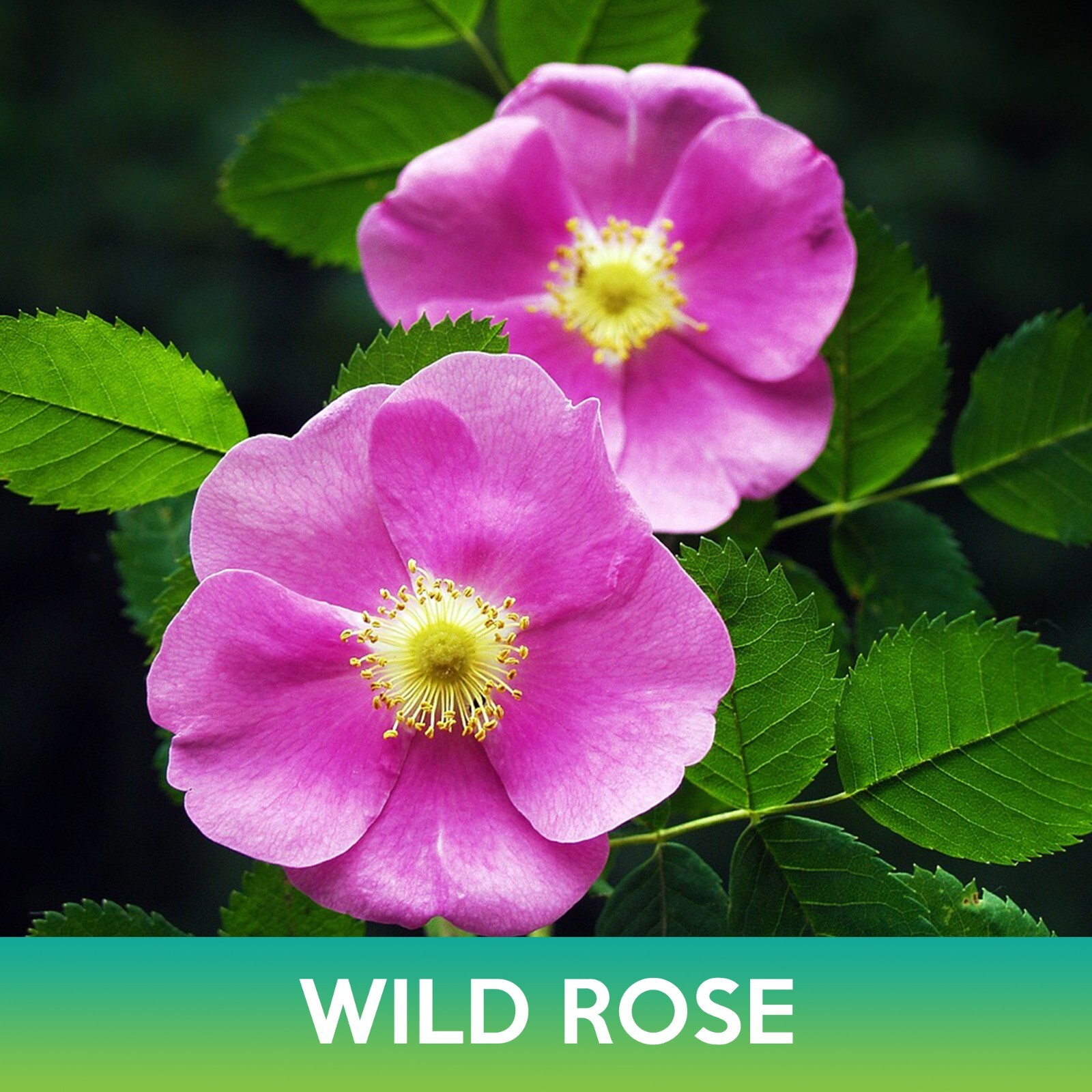 Wild Rose Seeds, Rosa virginiana