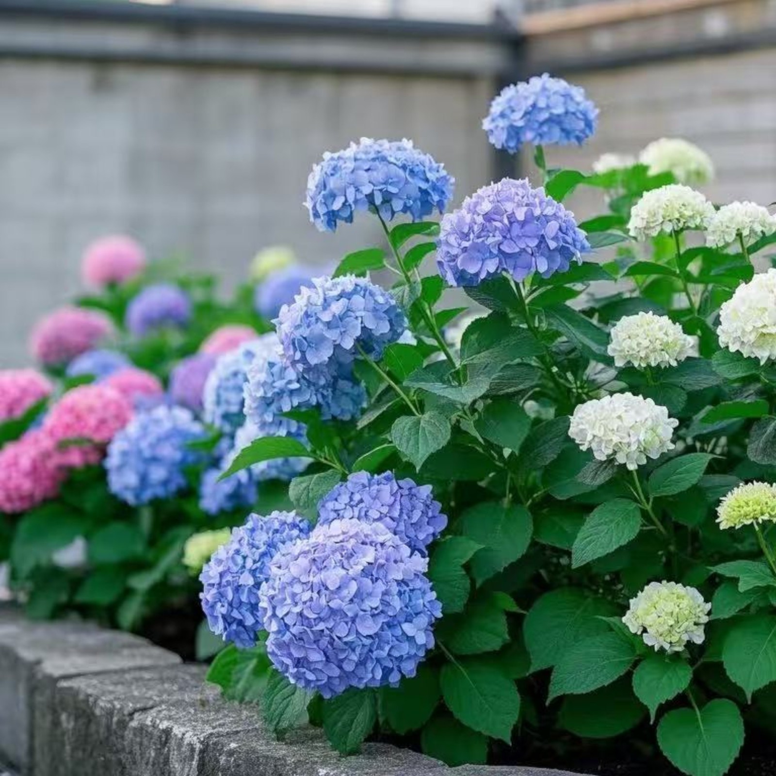 35 Mixed Color Hydrangea Seeds Vibrant Blooms in Blue, Pink & Purple for Garden