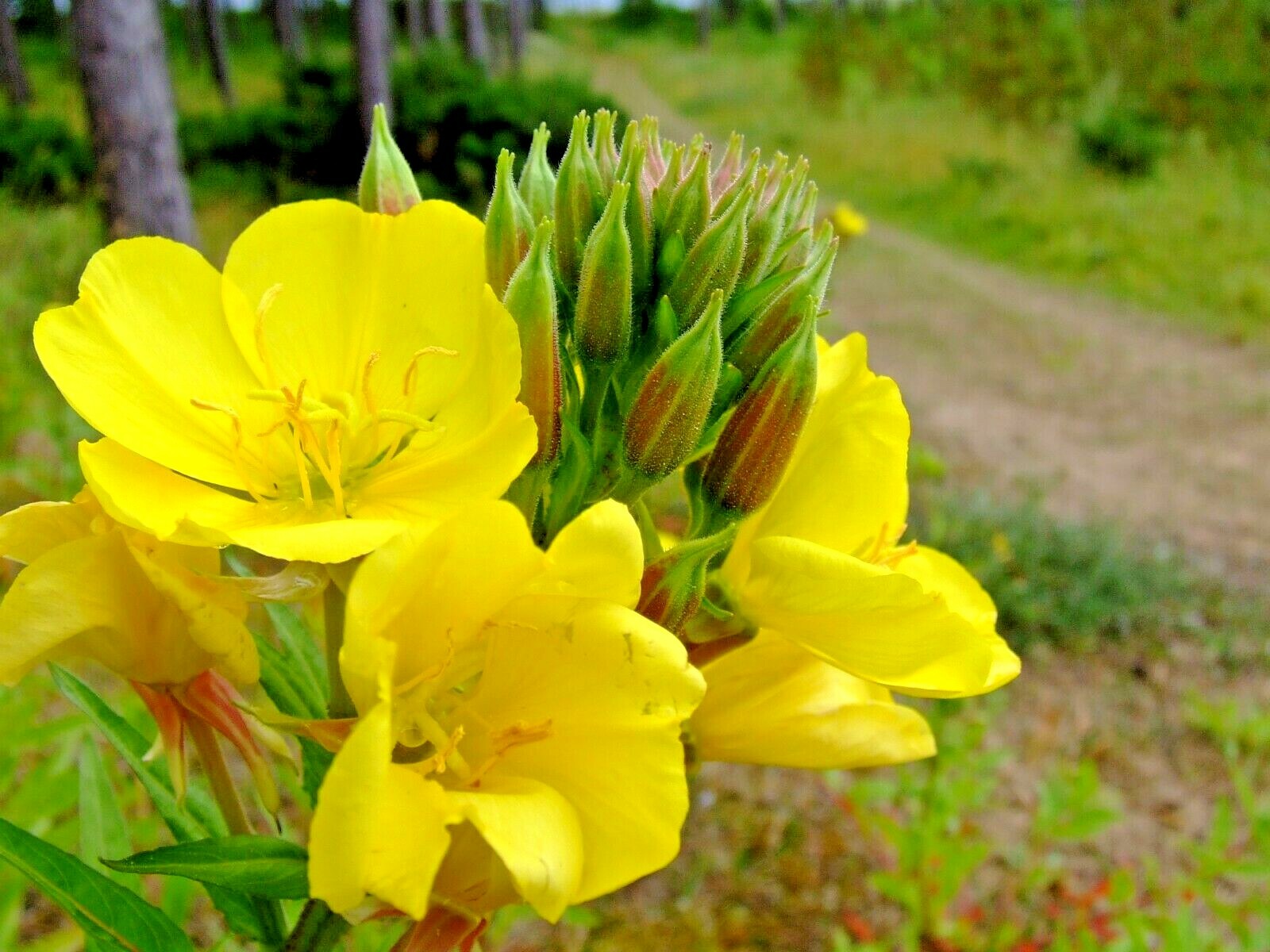 501+COMMON EVENING PRIMROSE Flower Seeds Annual Wildflower Garden Container Easy