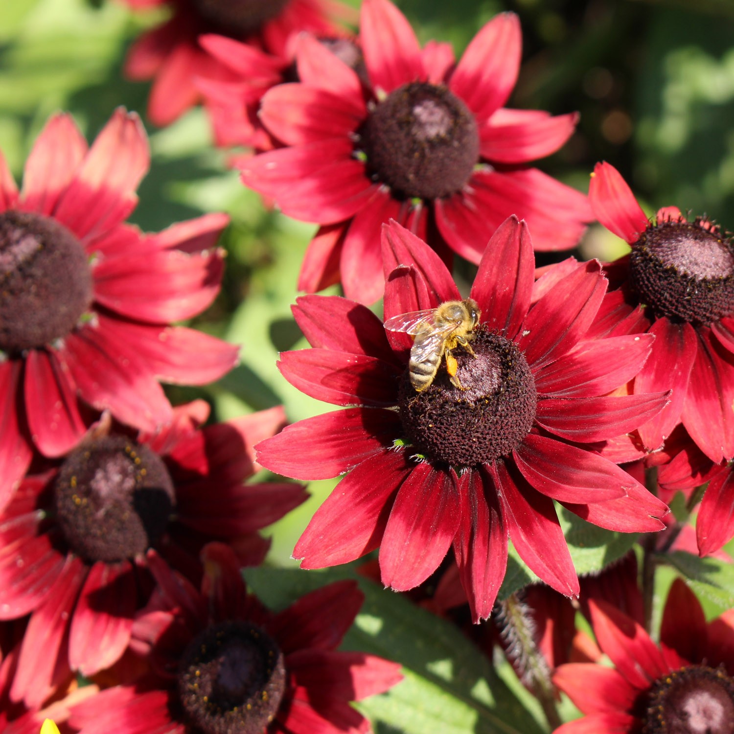 25 Seeds Rudbeckia Hirta Cherry Brandy Drought Tolerant Garden Plant Flower