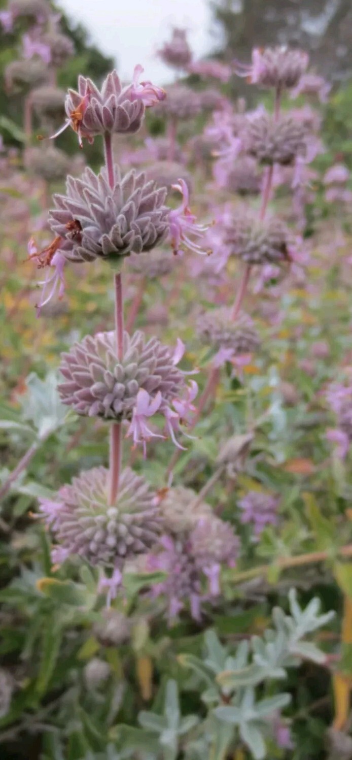 100 Purple SAGE Flower Seeds: Salvia Leucophylla, Medicinal Perennial Herb