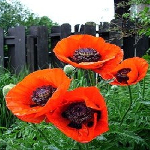 2,500 Prince of Orange Perennial Orientale Poppy Seeds For Planting. Huge Blooms