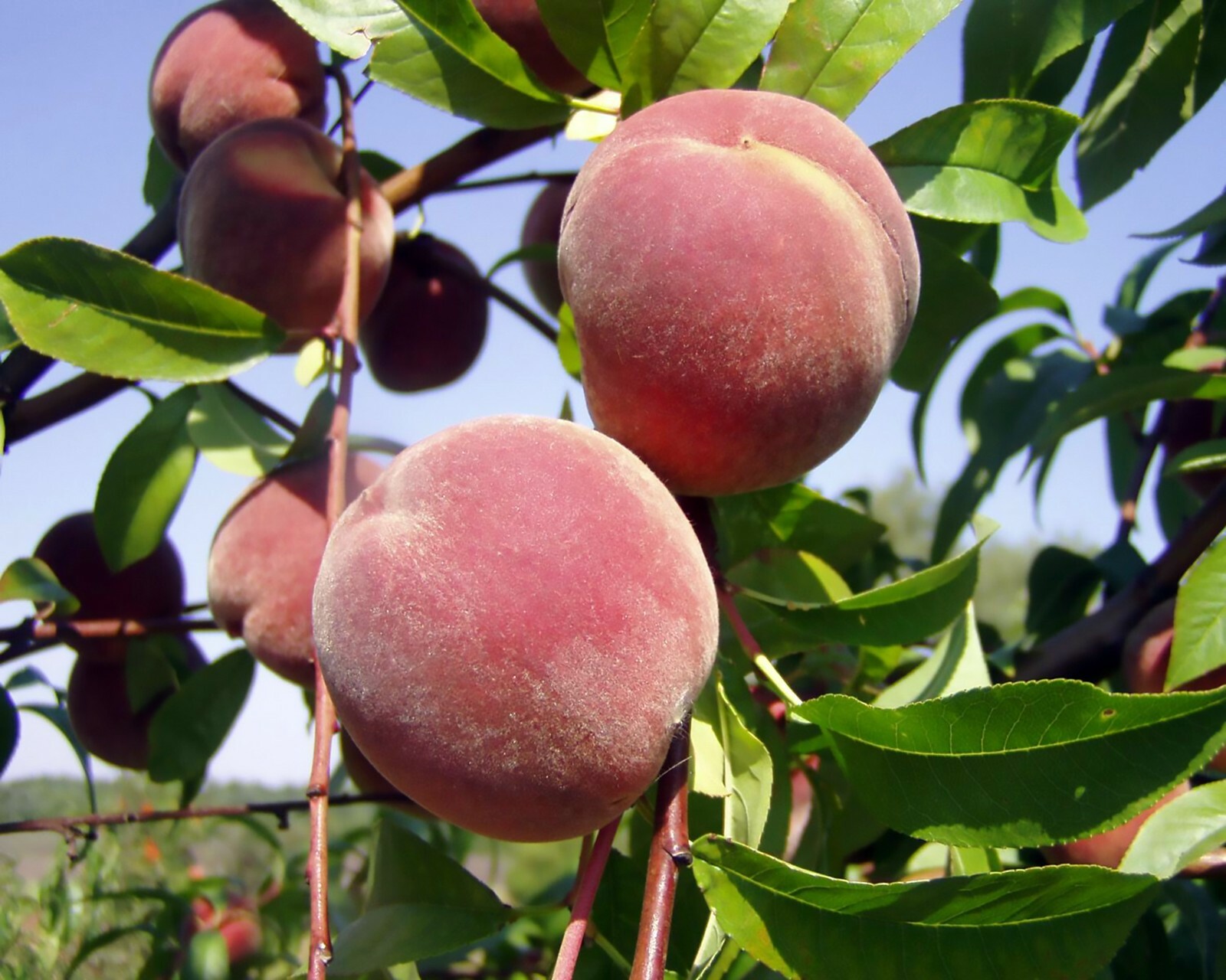 Nemaguard Peach, Prunus persica nemaguard, Seeds
