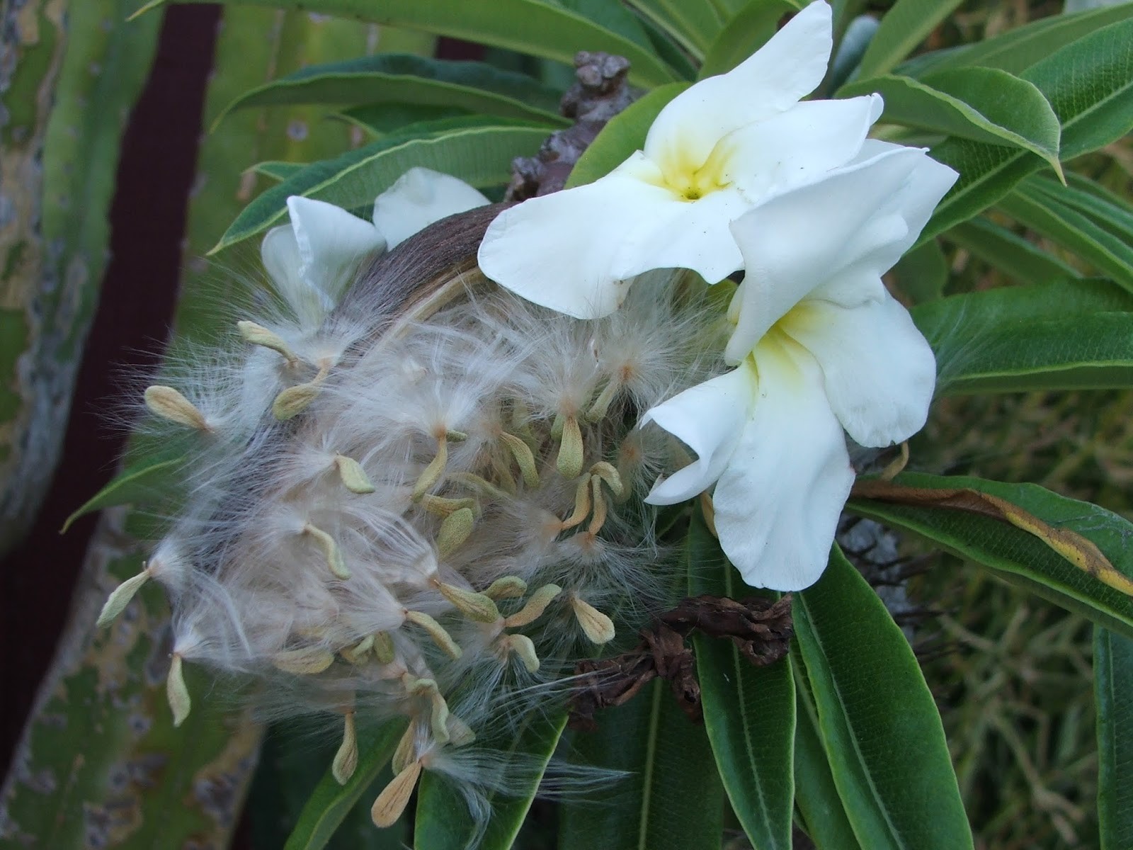 Pachypodium lamerei aka Madagascar palm, 5 Seeds. Free Shipping!